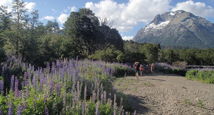 Purple flowers frame a sandy walking path with people on it. In the background, there is a tall mountain. 